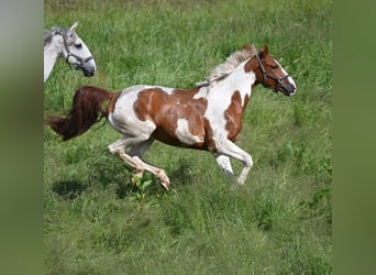 Oldenburg, Gelding, 7 years, 16.1 hh, Pinto