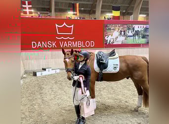 Oldenburg, Gelding, 7 years, 16.1 hh, Red Dun