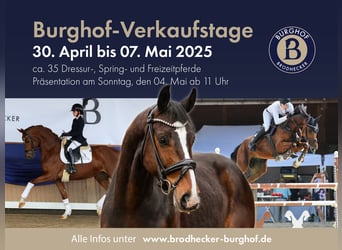Oldenburg, Gelding, 7 years, 16.2 hh, Bay-Dark