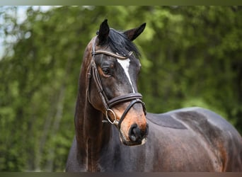 Oldenburg, Gelding, 7 years, 16.2 hh, Bay-Dark