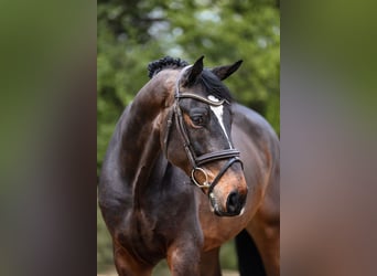 Oldenburg, Gelding, 7 years, 16.2 hh, Bay-Dark