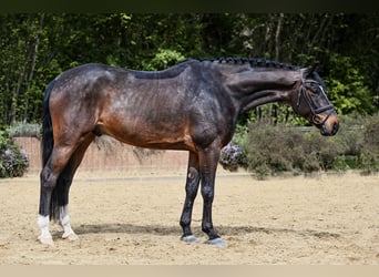 Oldenburg, Gelding, 7 years, 16.2 hh, Bay-Dark