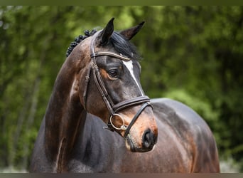 Oldenburg, Gelding, 7 years, 16.2 hh, Bay-Dark