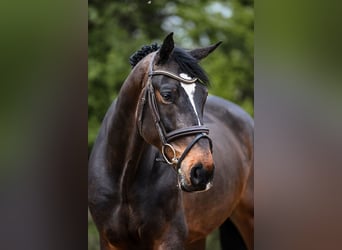 Oldenburg, Gelding, 7 years, 16.2 hh, Bay-Dark