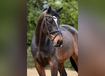 Oldenburg, Gelding, 7 years, 16.2 hh, Bay-Dark
