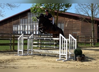 Oldenburg, Gelding, 7 years, 16.2 hh, Bay-Dark