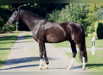 Oldenburg, Gelding, 7 years, 16,2 hh, Black