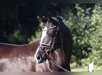 Oldenburg, Gelding, 7 years, 16,2 hh, Black