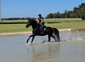 Oldenburg, Gelding, 7 years, 16.2 hh, Black