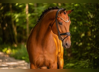Oldenburg, Gelding, 7 years, 16.2 hh, Brown