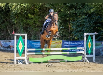 Oldenburg, Gelding, 7 years, 16.2 hh, Brown