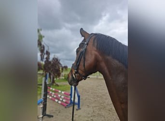 Oldenburg, Gelding, 7 years, 16.2 hh, Brown