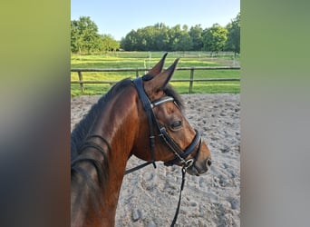 Oldenburg, Gelding, 7 years, 16.2 hh, Brown
