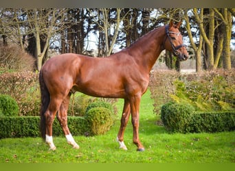 Oldenburg, Gelding, 7 years, 16,2 hh, Chestnut