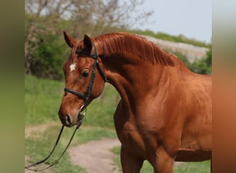Oldenburg, Gelding, 7 years, 16.2 hh, Chestnut-Red