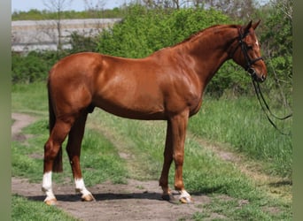 Oldenburg, Gelding, 7 years, 16.2 hh, Chestnut-Red