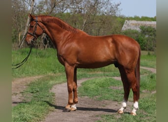 Oldenburg, Gelding, 7 years, 16.2 hh, Chestnut-Red