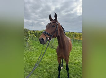 Oldenburg, Gelding, 7 years, 16.3 hh, Brown