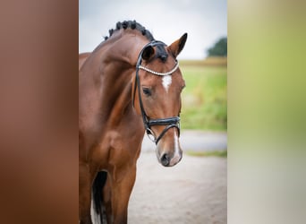 Oldenburg, Gelding, 7 years, 16.3 hh, Brown