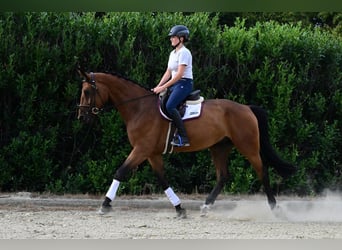 Oldenburg, Gelding, 7 years, 16.3 hh, Brown-Light