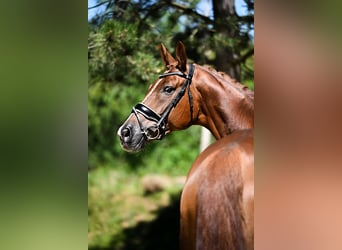 Oldenburg, Gelding, 7 years, 16.3 hh, Chestnut