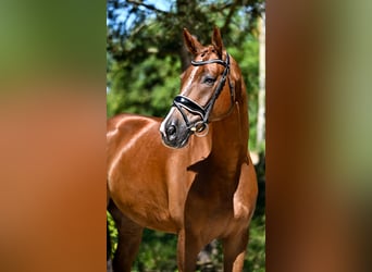 Oldenburg, Gelding, 7 years, 16.3 hh, Chestnut