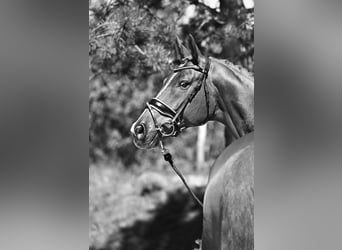 Oldenburg, Gelding, 7 years, 16.3 hh, Chestnut