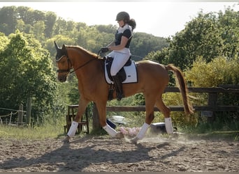 Oldenburg, Gelding, 7 years, 16.3 hh, Chestnut-Red