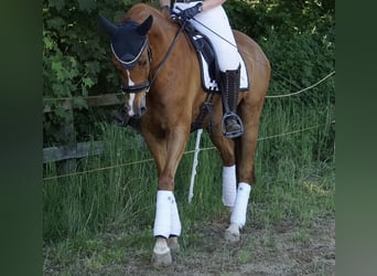 Oldenburg, Gelding, 7 years, 16.3 hh, Chestnut-Red