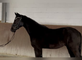 Oldenburg, Gelding, 7 years, 16 hh, Black