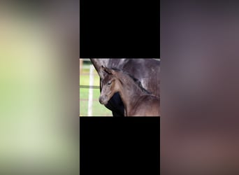 Oldenburg, Gelding, 7 years, 16 hh, Black
