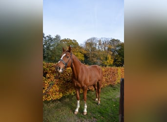 Oldenburg, Gelding, 7 years, 16 hh, Chestnut-Red
