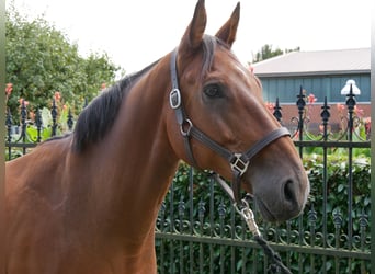 Oldenburg, Gelding, 7 years, 16 hh