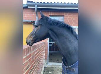 Oldenburg, Gelding, 7 years, 16 hh, Smoky-Black