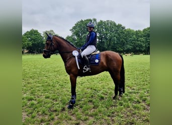 Oldenburg, Gelding, 7 years, 16,1 hh, Brown
