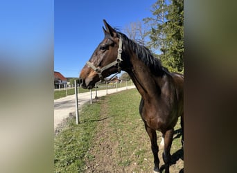 Oldenburg, Gelding, 7 years, 16,1 hh, Brown
