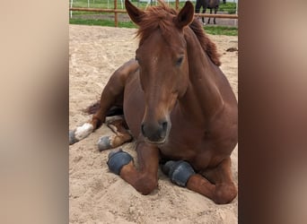 Oldenburg, Gelding, 7 years, 16,1 hh, Chestnut