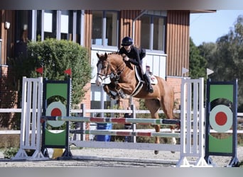 Oldenburg, Gelding, 7 years, 16,1 hh, Chestnut-Red
