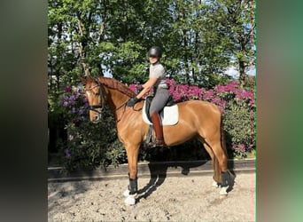 Oldenburg, Gelding, 7 years, 16,1 hh, Red Dun
