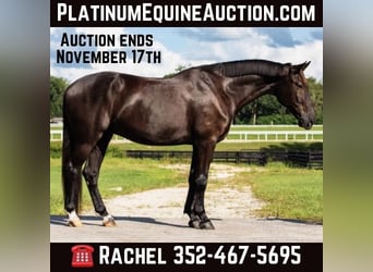 Oldenburg, Gelding, 7 years, 16,2 hh, Black