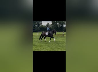 Oldenburg, Gelding, 7 years, 16,2 hh, Brown