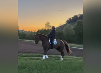 Oldenburg, Gelding, 7 years, 16,2 hh, Chestnut