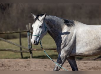 Oldenburg, Gelding, 7 years, 16,2 hh, Grey-Dapple