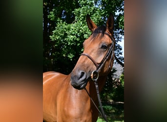 Oldenburg, Gelding, 7 years, 16,3 hh, Brown-Light