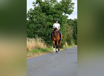 Oldenburg, Gelding, 7 years, 16,3 hh, Brown-Light