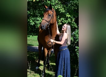 Oldenburg, Gelding, 7 years, 16,3 hh, Brown-Light