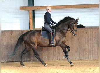 Oldenburg, Gelding, 7 years, 17.1 hh, Bay-Dark