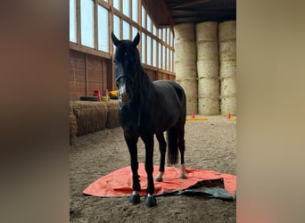 Oldenburg, Gelding, 7 years, 17.1 hh, Bay-Dark
