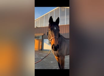 Oldenburg, Gelding, 7 years, 17,1 hh, Bay-Dark