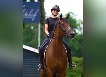 Oldenburg, Gelding, 7 years, 17,1 hh, Brown